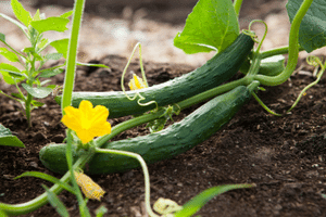 Picture of long cucumbers grow in raised garden beds